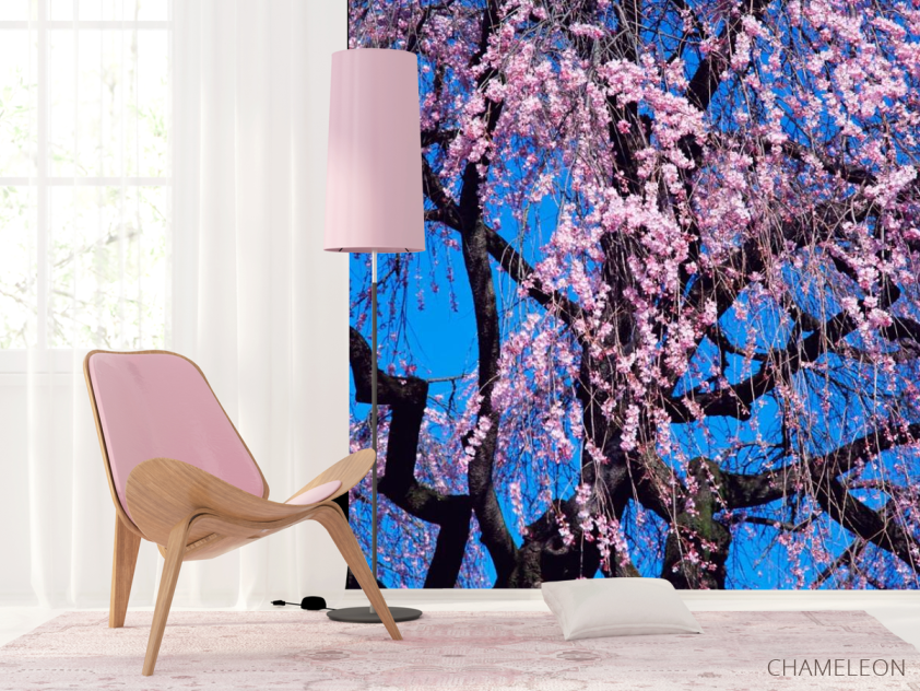 Фотошпалери Квітуча сакура - 4