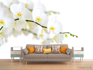 Фотообои веточка белой орхидеи - 1