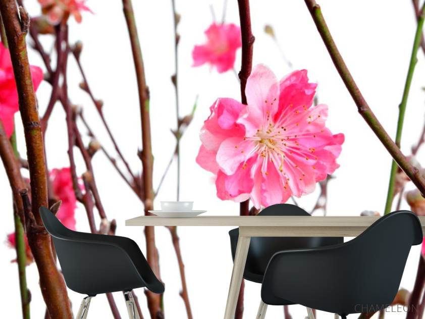 Фотошпалери Рожева квітка - 1