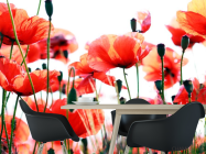 Фотошпалери Степові маки зацвіли - 1