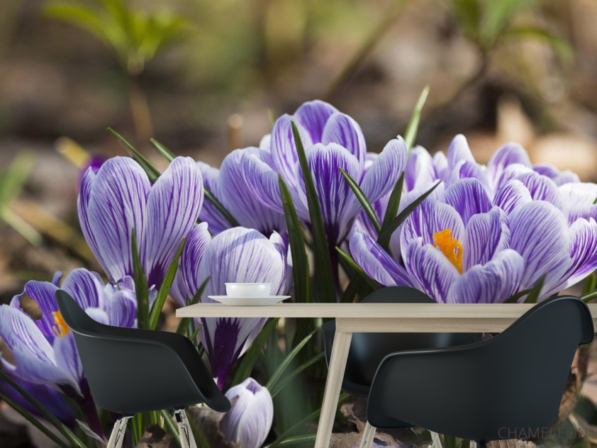 Фотошпалери Крокуси фіолетові - 1