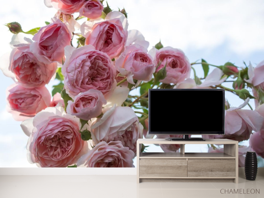 Фотообои крупные розовые бутоны - 2