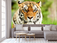 Фотообои Пристальный взгляд тигра - 3