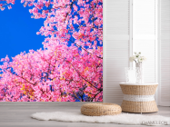 Фотошпалери Сакура цвіте - 2