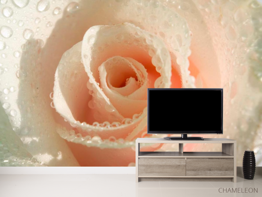 Фотообои Кремовая роза и роса - 2