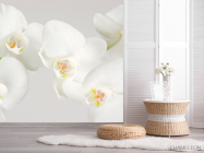 Фотошпалери Орхідеї білосніжні цвітуть - 2