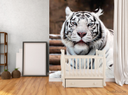 Фотообои Белый тигр - 2