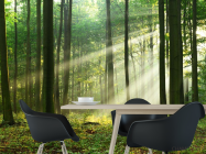 Фотошпалери сонячні промені в лісі - 1