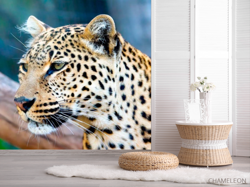 Фотошпалери Гордий гепард - 2