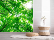 Фотошпалери Дерева, світло - 2