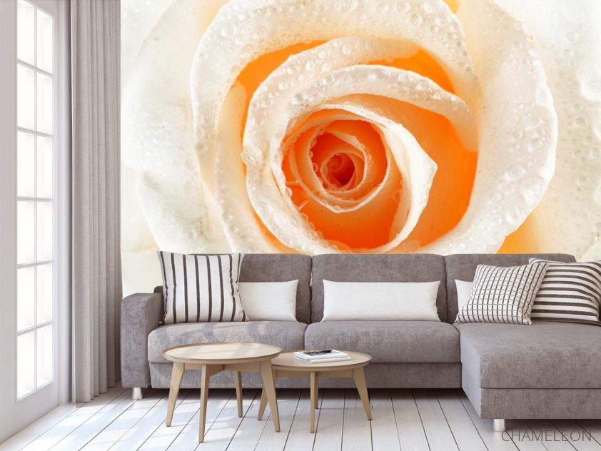 Фотообои Роза кремовая макро-съемка - 3