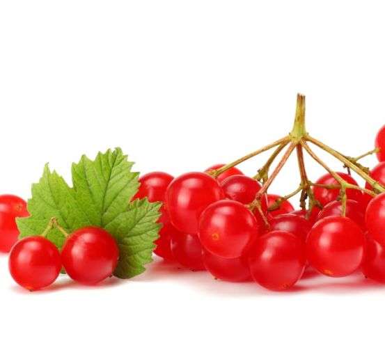 Фотошпалери калина Фотошпалери калина 21529