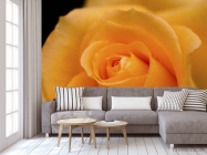 Фотообои оранжевая роза - 3
