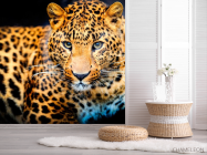 Фотошпалери Гепард на полюванні - 2