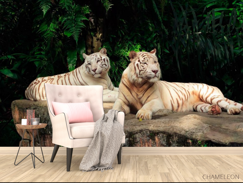 Фотообои Семейство белых тигров - 4