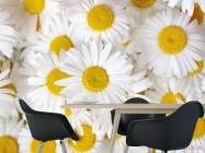 Фотошпалери ромашки - 1