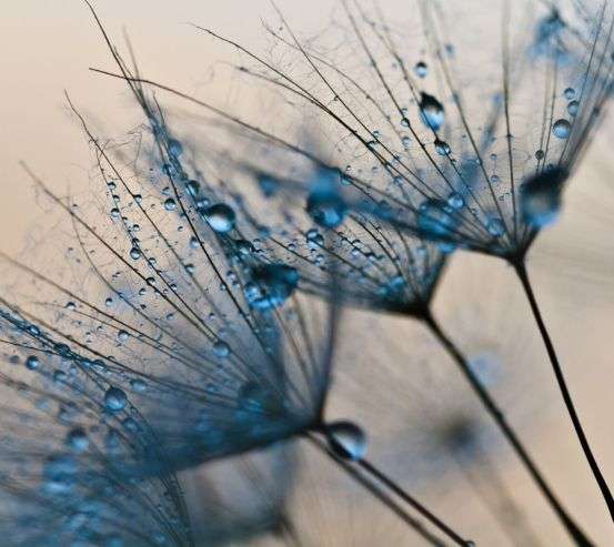 Фотообои одуванчики Фотообои одуванчики 24715