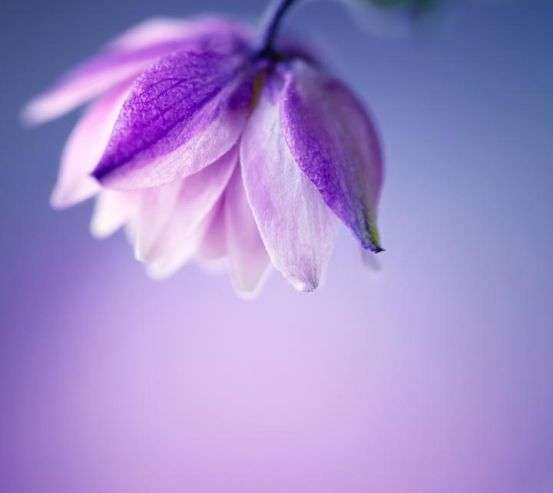 Фотообои сиреневый цветочек на сиреневом фоне Фотообои сиреневый цветочек на сиреневом фоне 21479