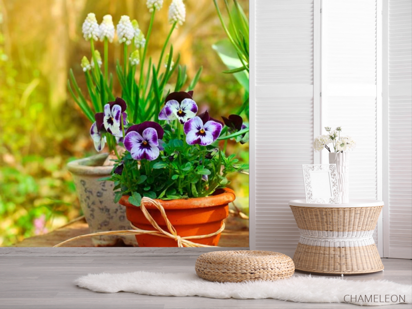 Фотошпалери Горщик з фіалками - 2