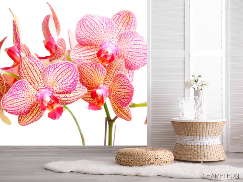 Фотошпалери Бежево-рожеві орхідеї - 2