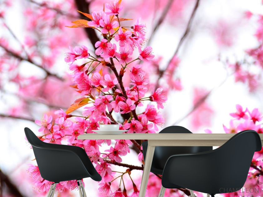 Фотошпалери Квітуче рожеве дерево - 1