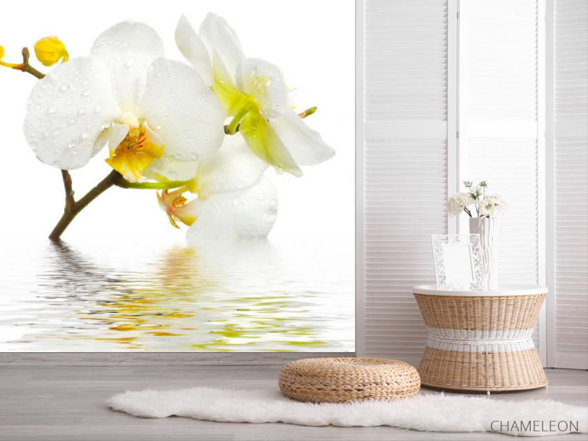 Фотообои Белоснежная орхидея в воде - 2