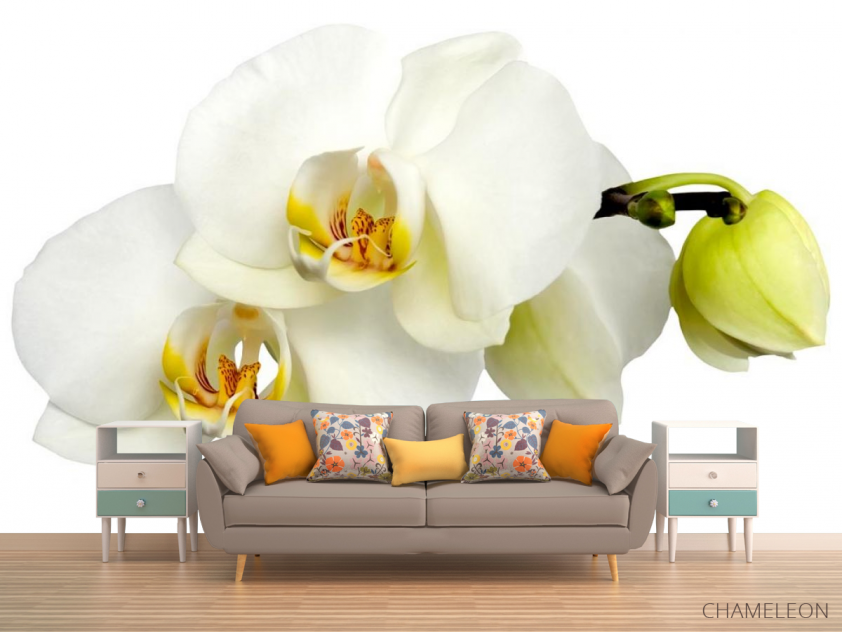 Фотообои Орхидеи желто-белые - 1