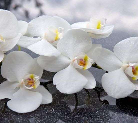 Фотообои белые орхидеи на черных камнях Фотообои белые орхидеи на черных камнях 21320