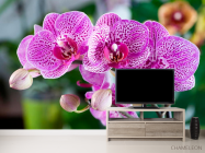 Фотообои Орхидеи в розовую крапинку - 2