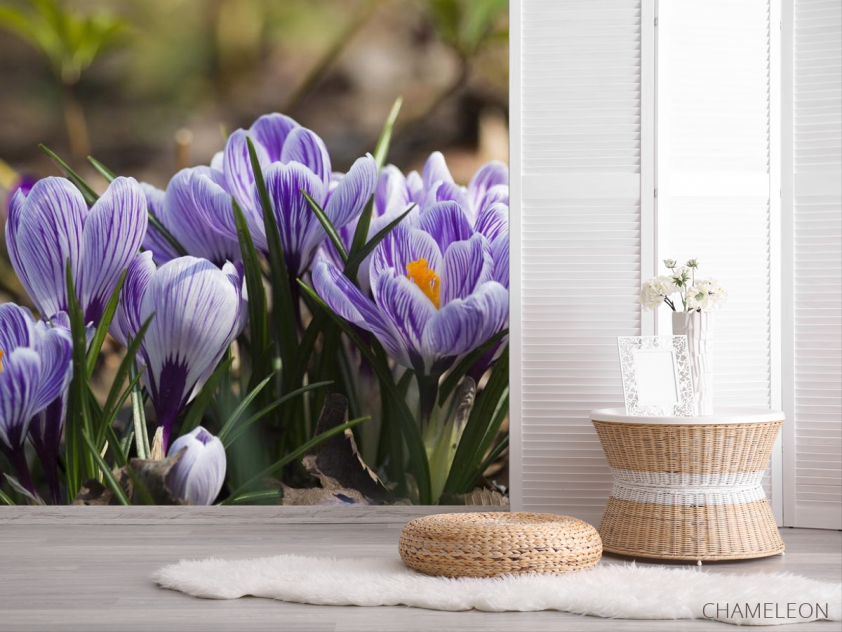 Фотошпалери Крокуси фіолетові - 2