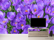 Фотообои Шафран весенний - 2