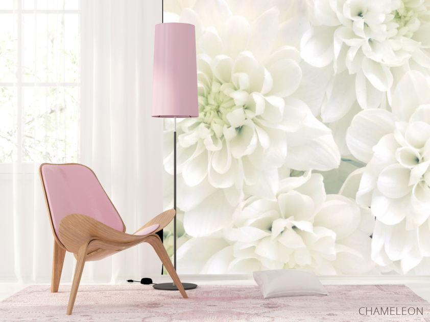 Фотошпалери Білі хризантеми - 4