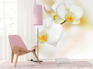 Фотошпалери Орхідеї білі з жовтим - 4