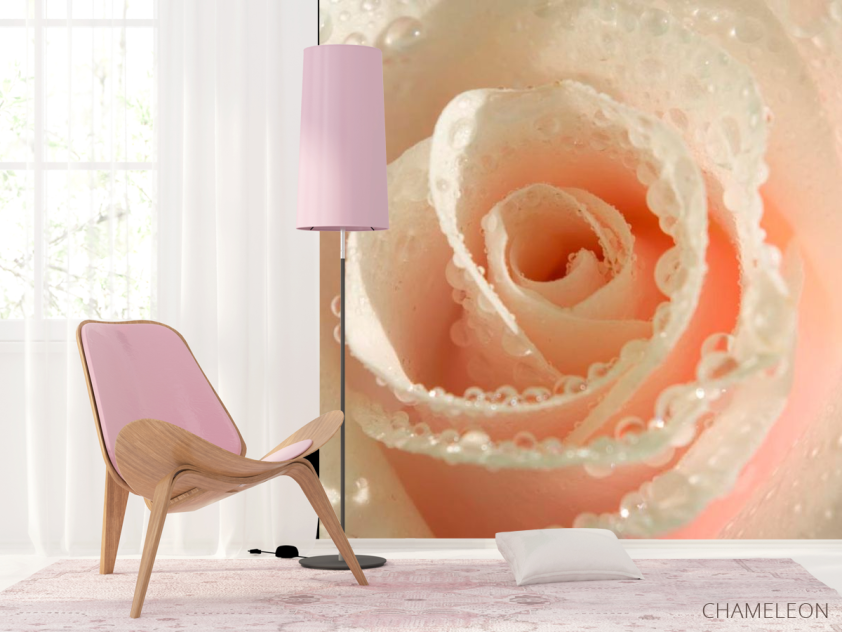 Фотошпалери Кремова троянда і роса - 4