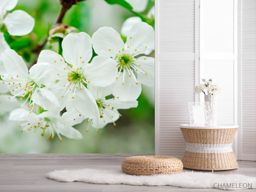 Фотошпалери Фотошпалери цвіте Черешня - 2