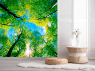 Фотошпалери Верхівки дерев - 2