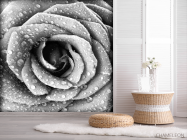 Фотообои Че6рно-белая роза - 2