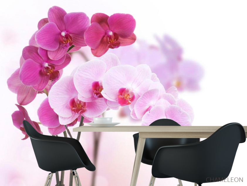 Фотообои Белые и розовые орхидеи - 1