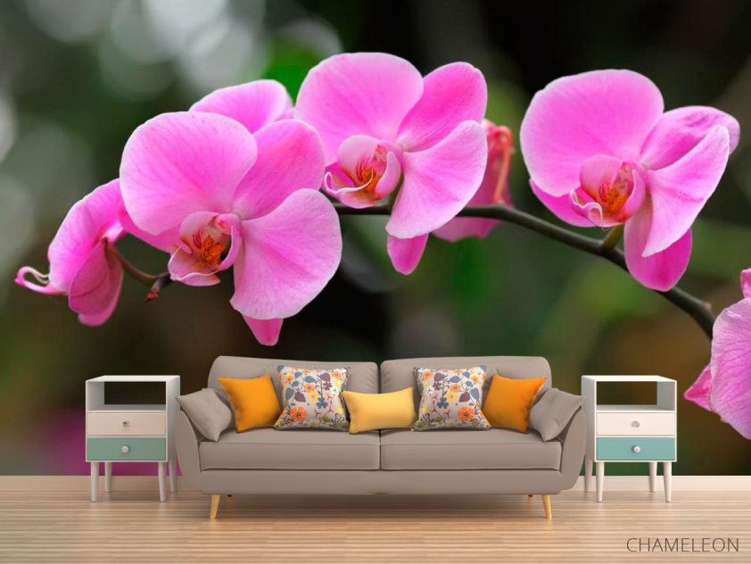 Фотообои Орхидеи нежно-розовые - 1