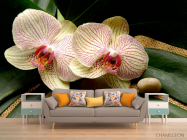 Фотообои Полосчатые орхидеи - 1