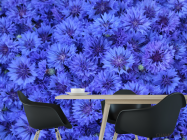 Фотошпалери синій Остеоспермум - 1