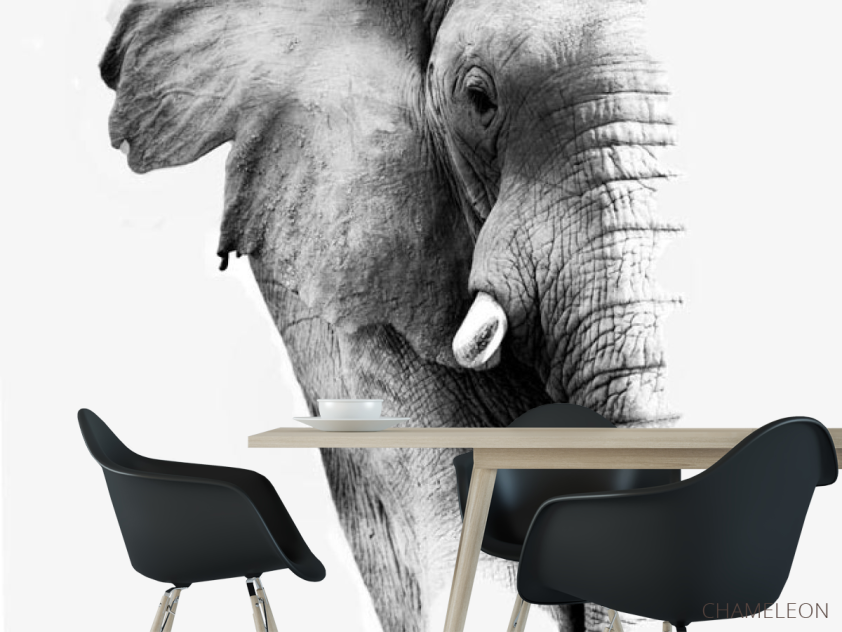 Фотошпалери Слон - 1