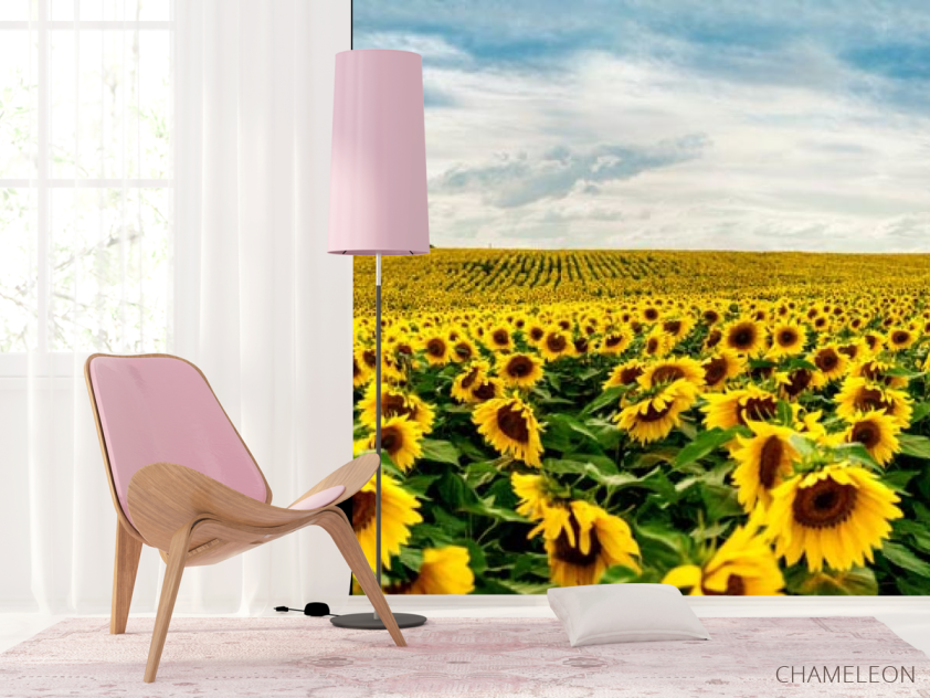 Фотошпалери велике поле соняшників - 4