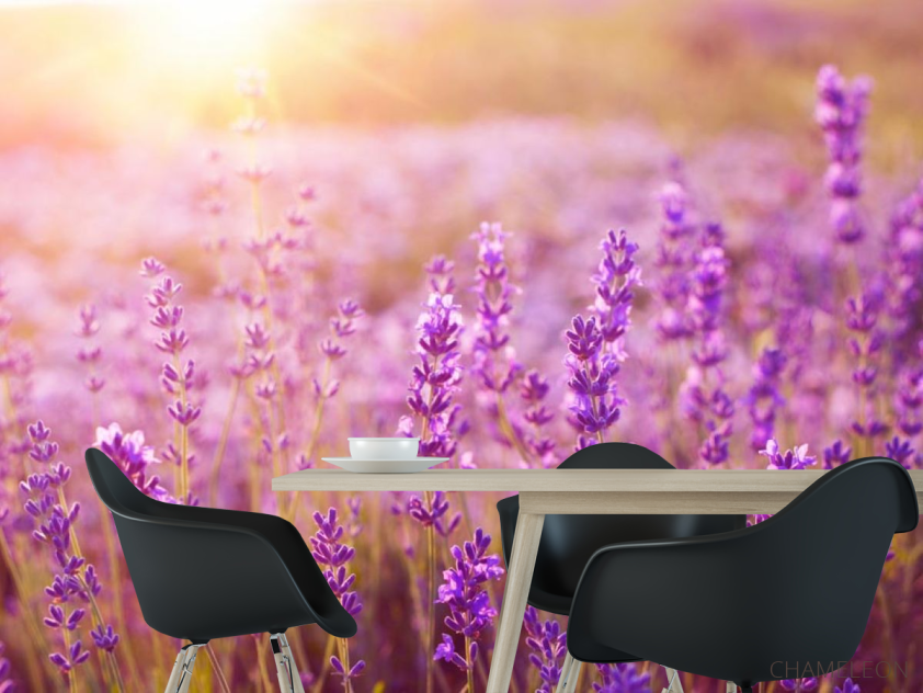 Фотошпалери поле квіточок - 1