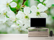 Фотообои Черешня цветет - 2