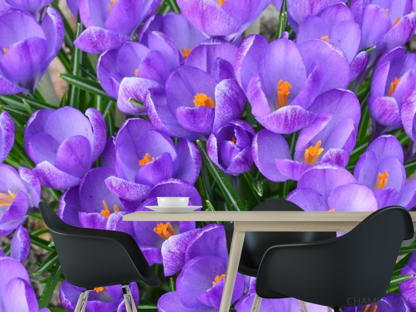 Фотошпалери Шафран весняний - 1