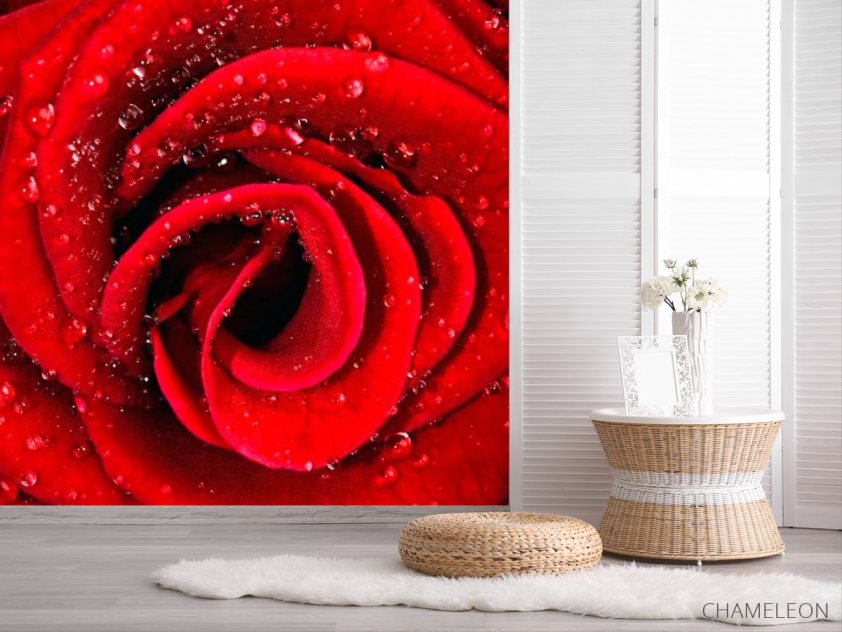 Фотошпалери Роза червона в росі - 2