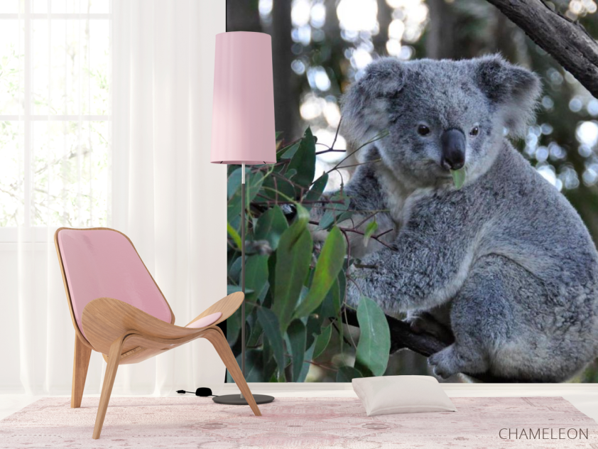 Фотошпалери Коала - 4