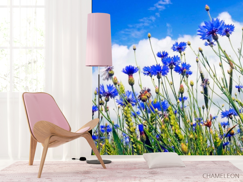 Фотошпалери Поле васильків - 4