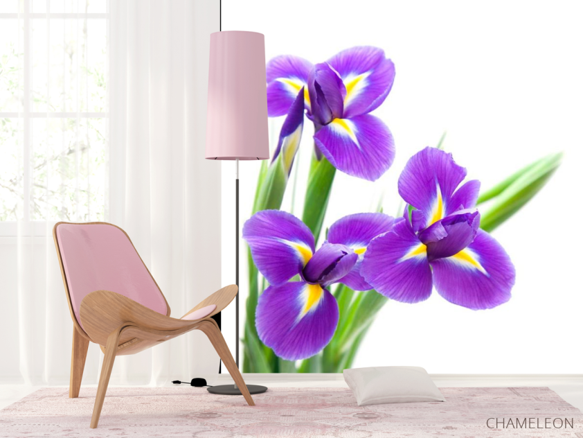 Фотообои Анютины глазки фиолетовые - 4